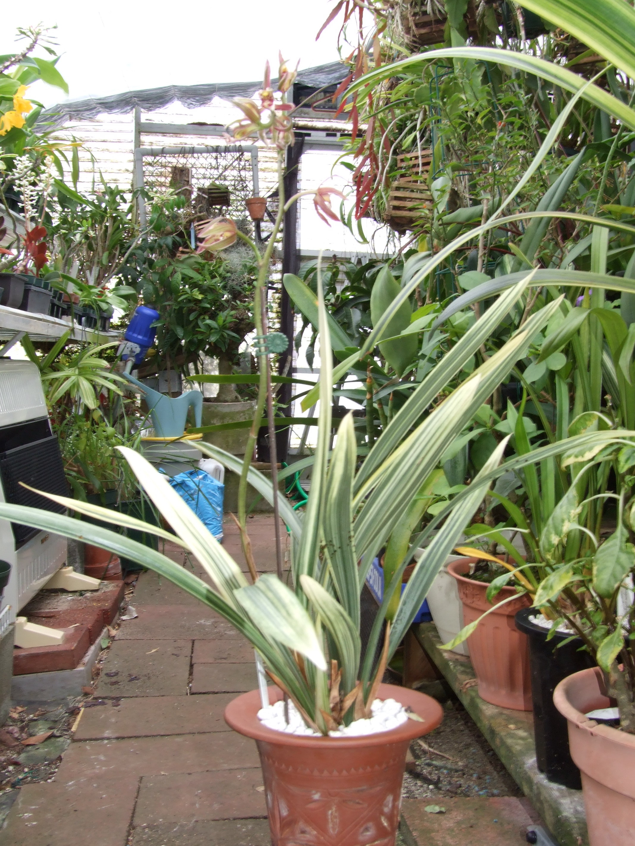Cymbidium sinense variegata 'Shi Men'